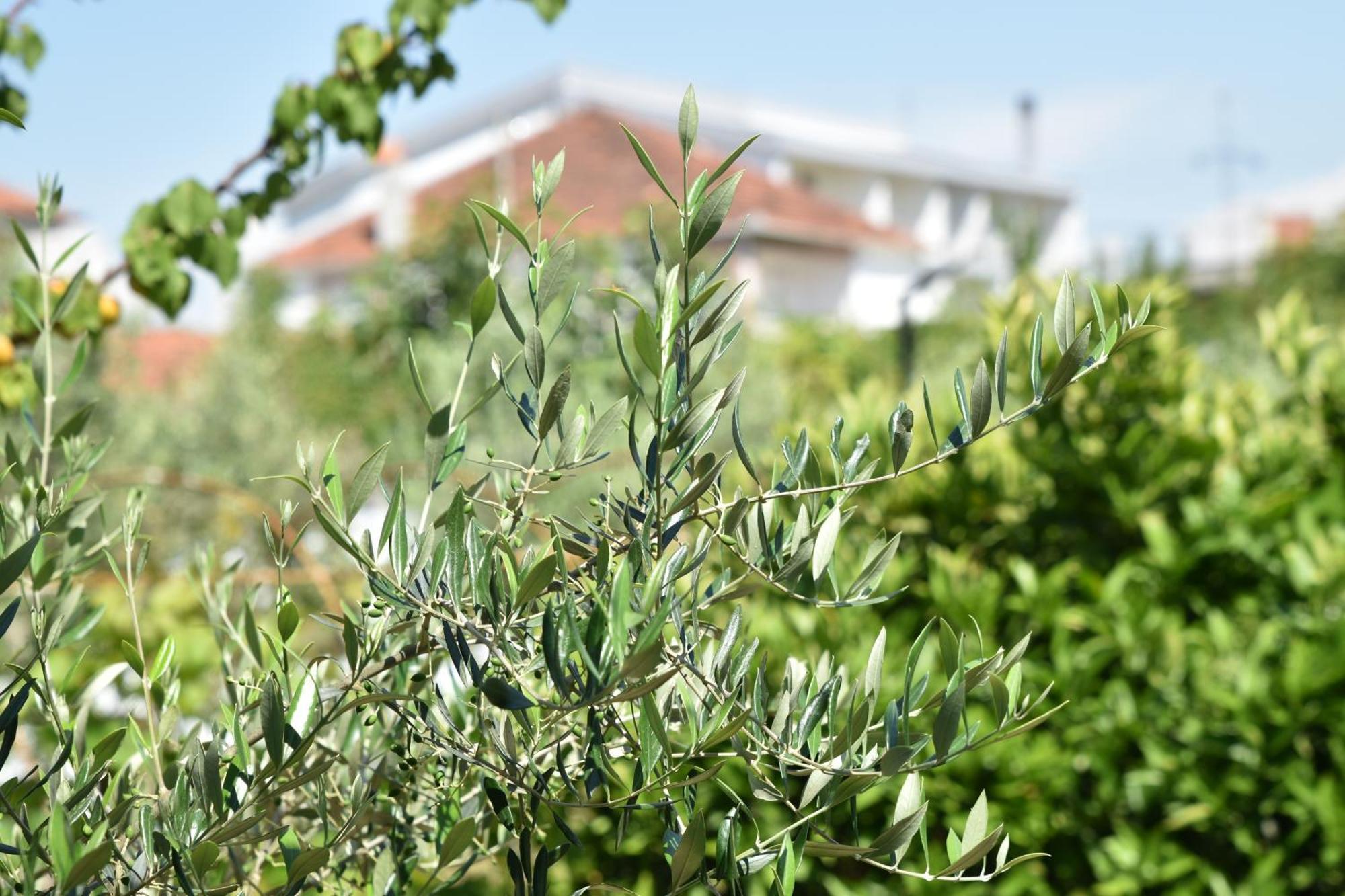Kendar Premium Apartment Ulcinj